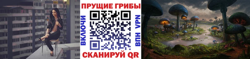Купить где  Пролетарск  Галлюциногенные грибы GOLDEN TEACHER 